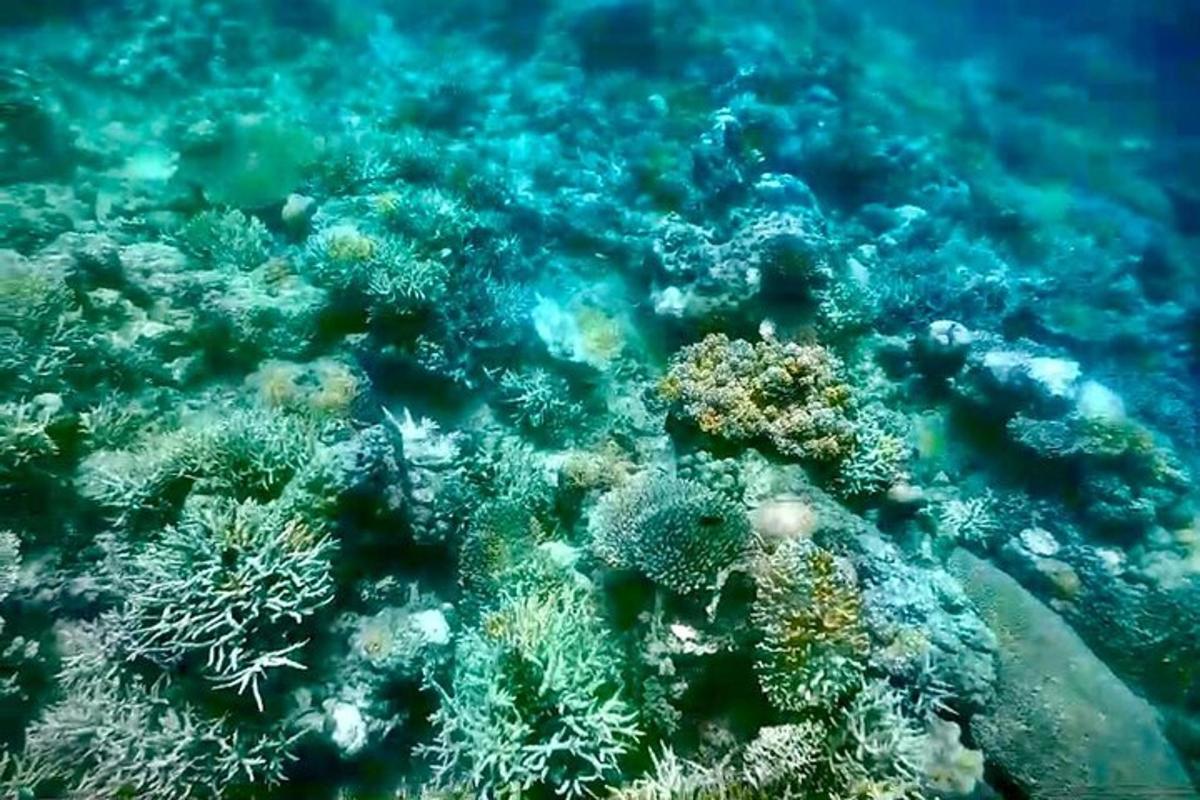 a close up of a coral reef