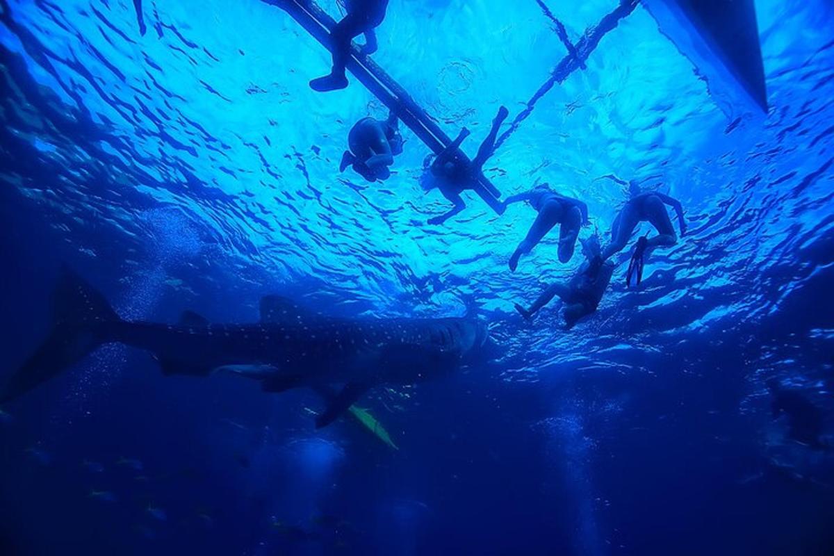 un gruppo di persone che nuotano nell'acqua con uno squalo balena