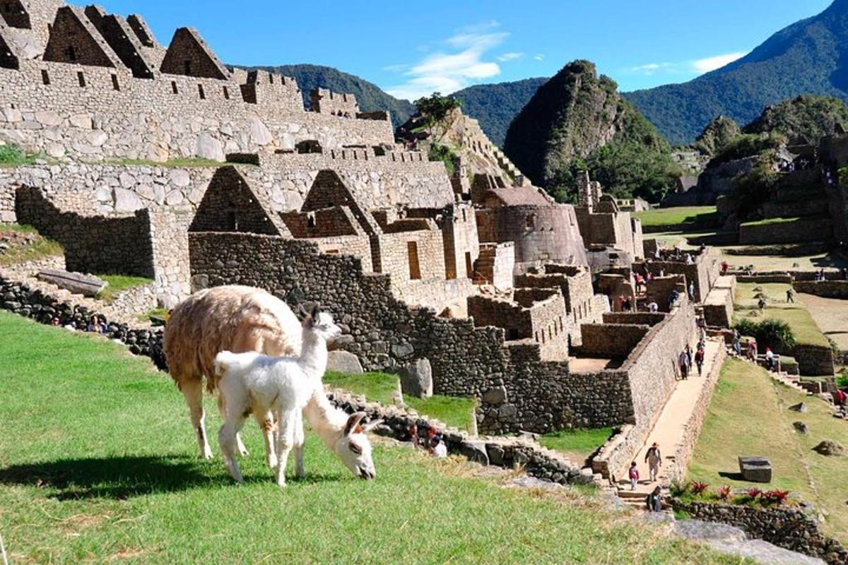 Una oveja y un corderito de pie frente a un castillo
