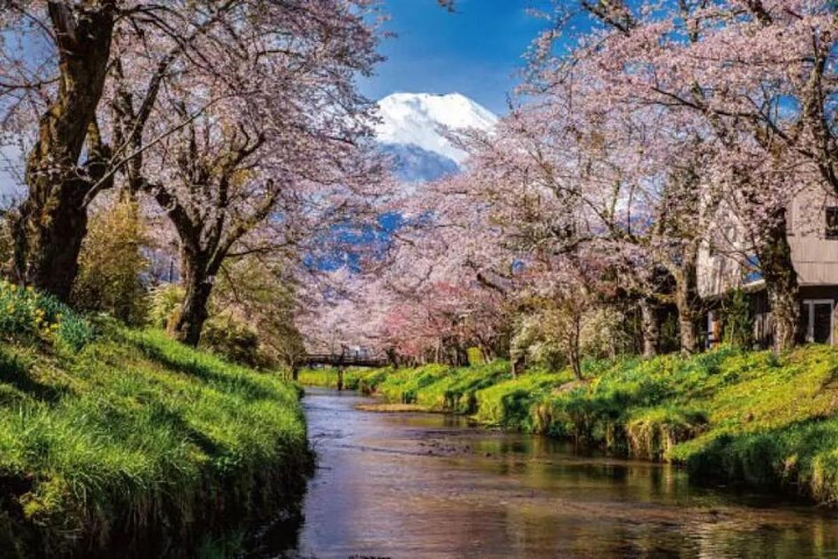 a river with trees and a mountain in the background