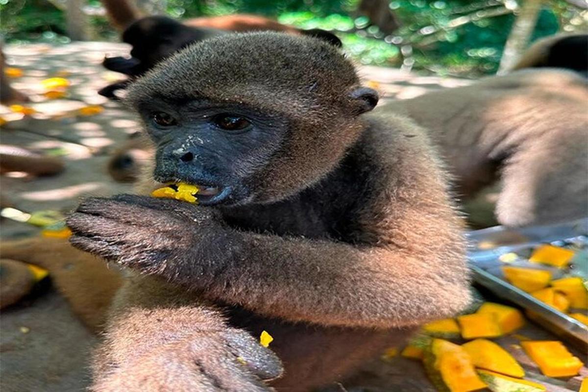 a monkey eating a piece of food in its hands