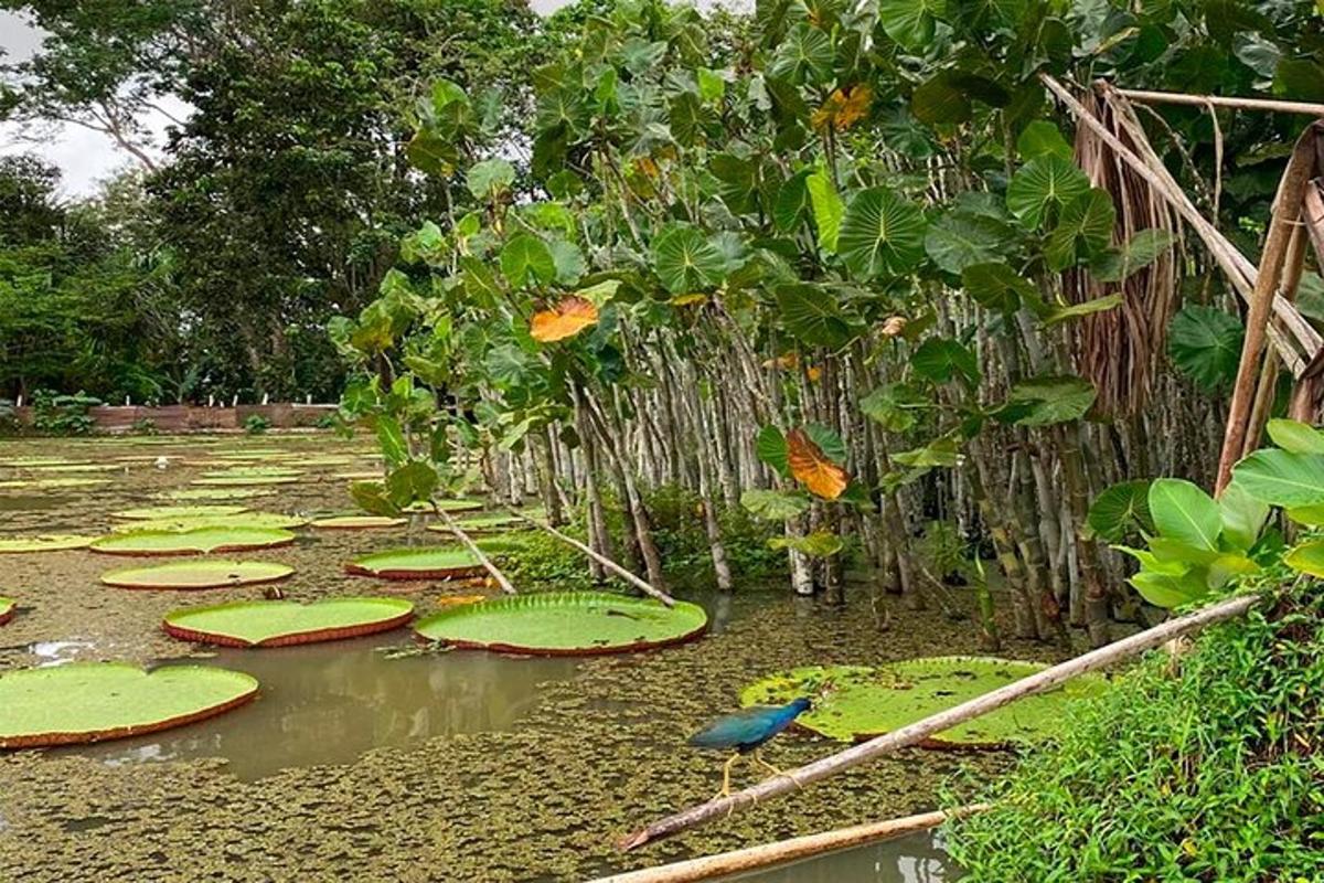 a field with large green lily pads in the water