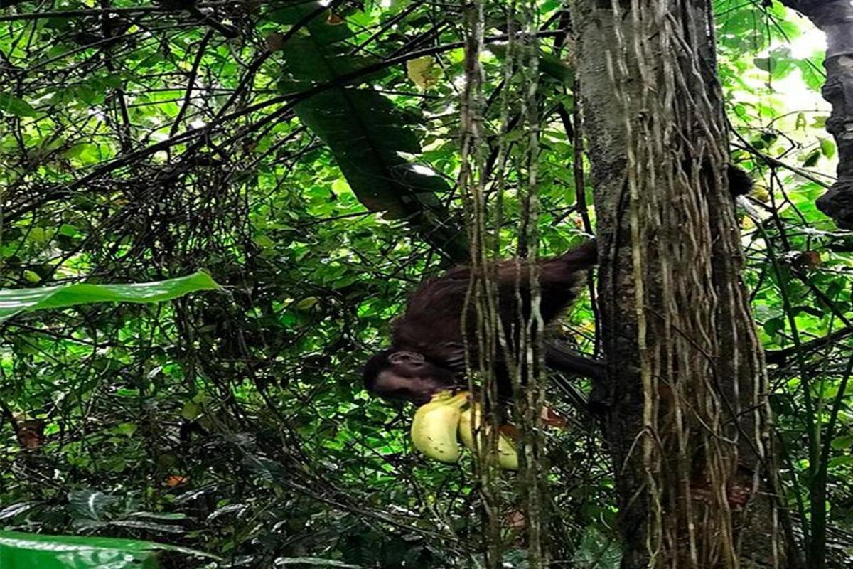 a monkey hanging from a tree with a banana