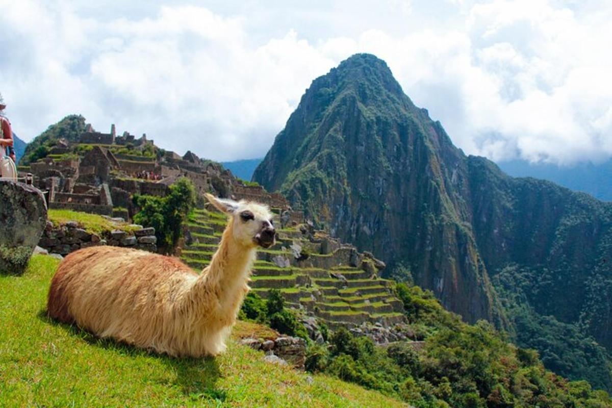 llama yang duduk di atas bukit dengan gunung