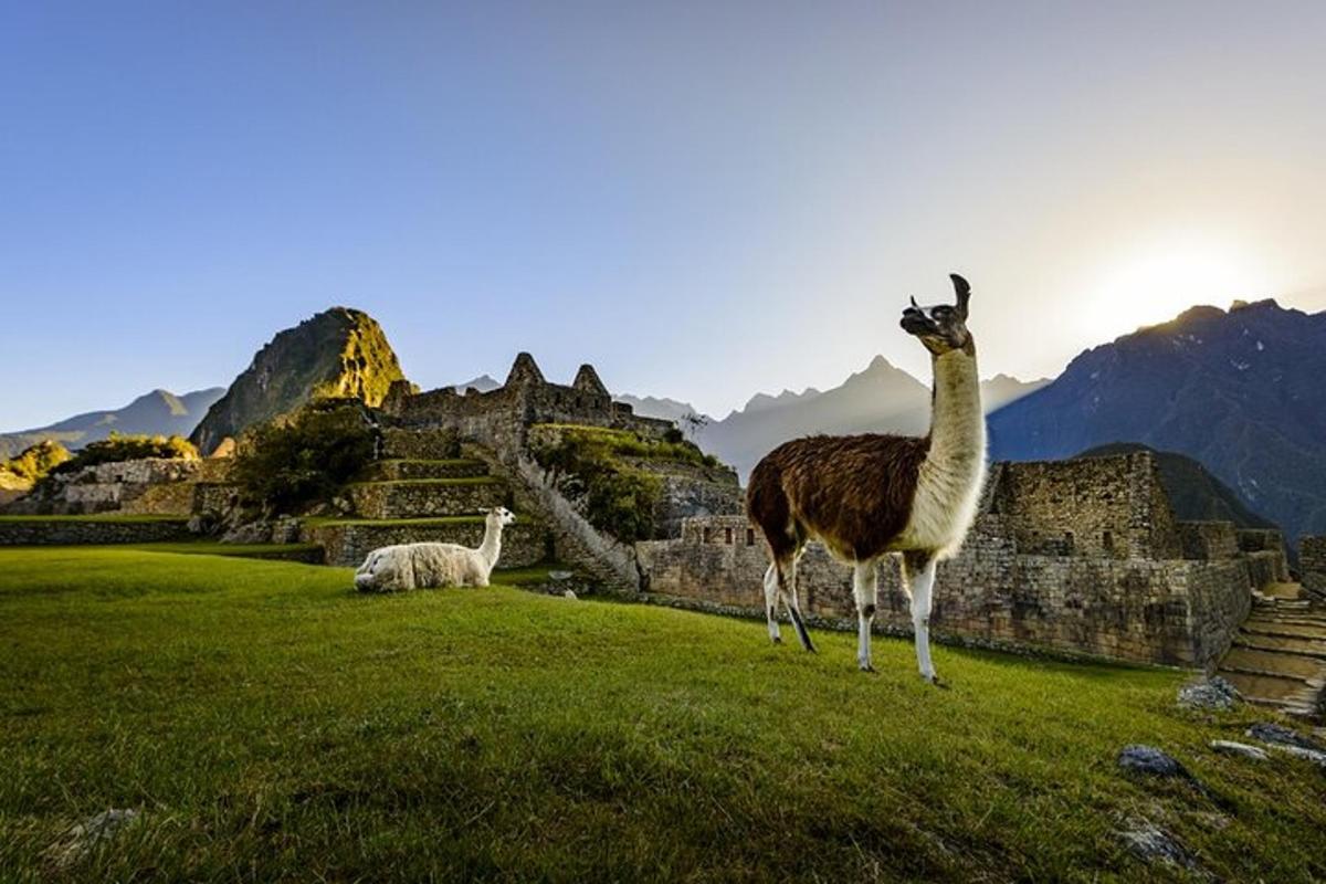 Un avestruz parado en un campo junto a unas ruinas.