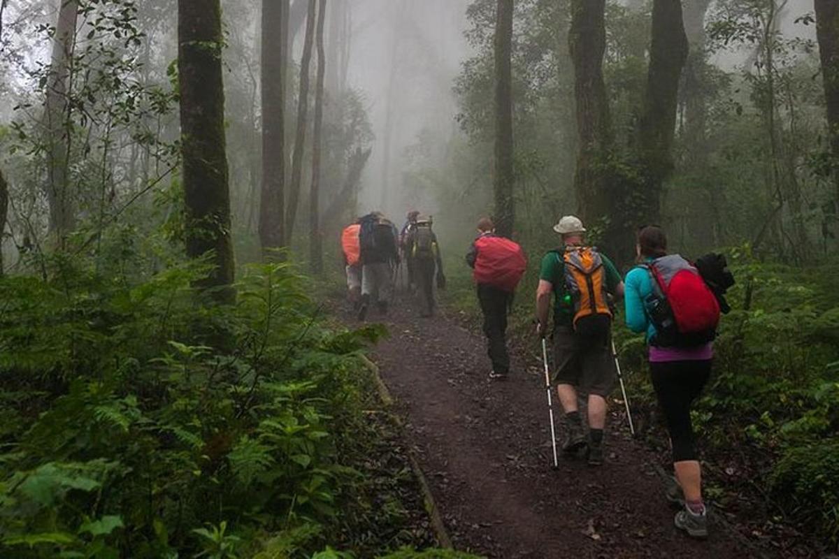 un grup de persones caminant per un sender en un bosc ennuvolat