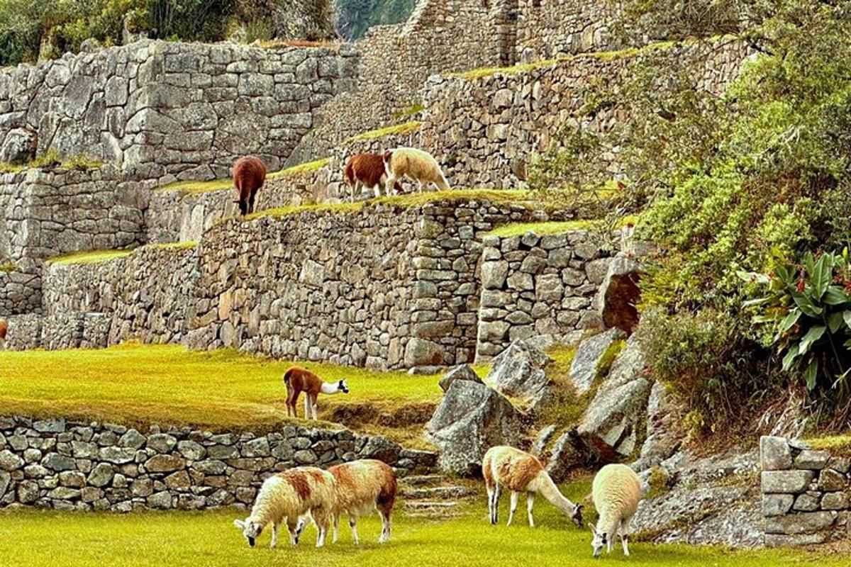 Un grupo de ovejas pastando en la hierba cerca de un muro de piedra.
