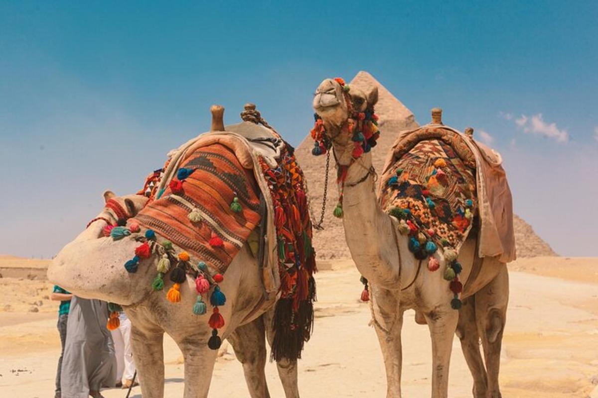 due cammelli sono in piedi nel deserto