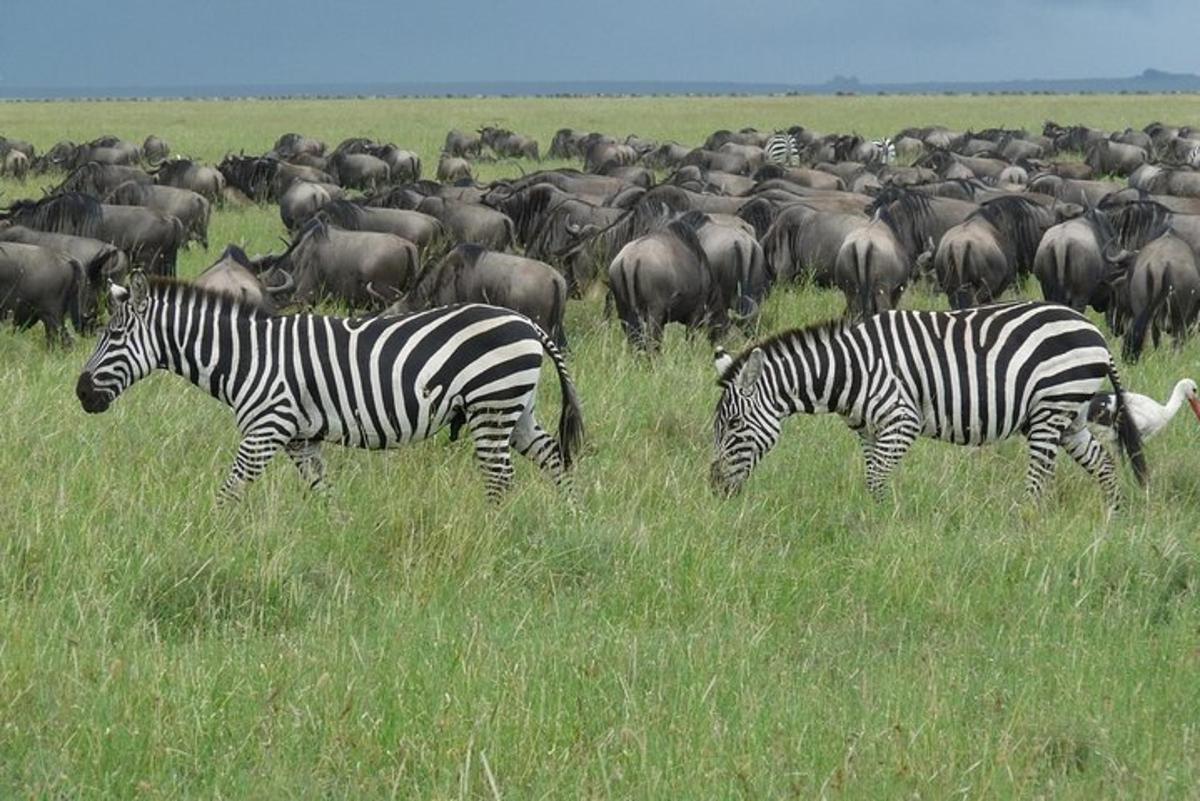due zebre e una mandria di animali in un campo