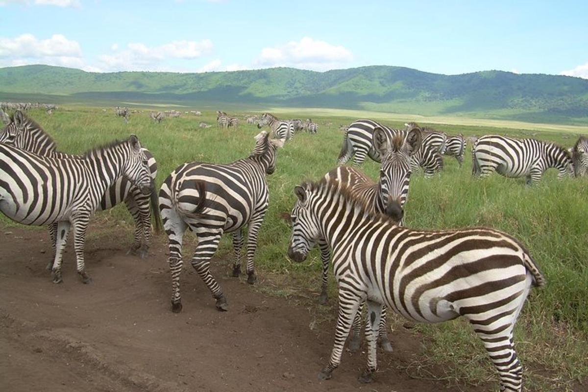 una mandria di zebre in piedi in un campo