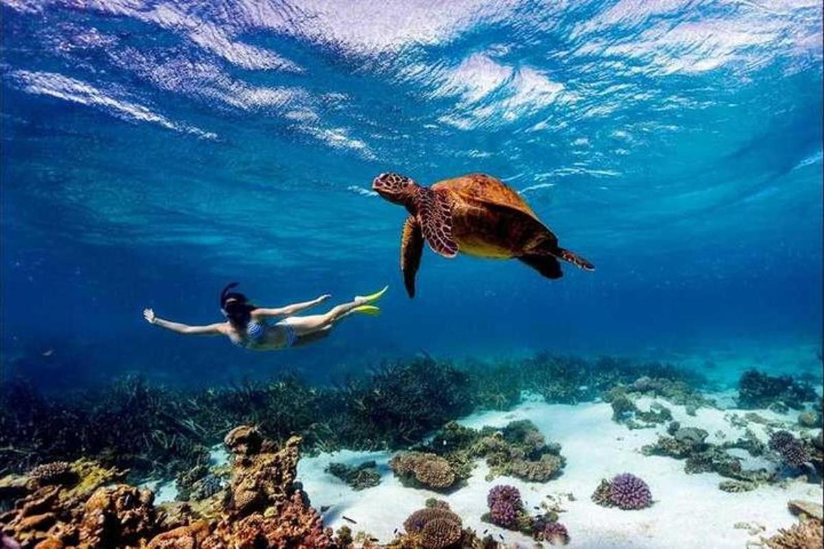 želva in oseba, ki plavata v oceanu