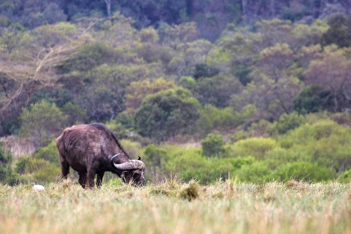 un bufalo al pascolo in un campo d'erba