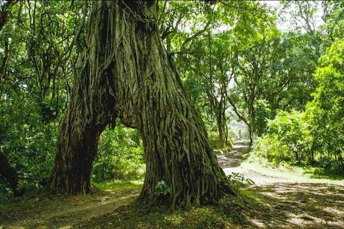 un grande albero in mezzo a una strada sterrata