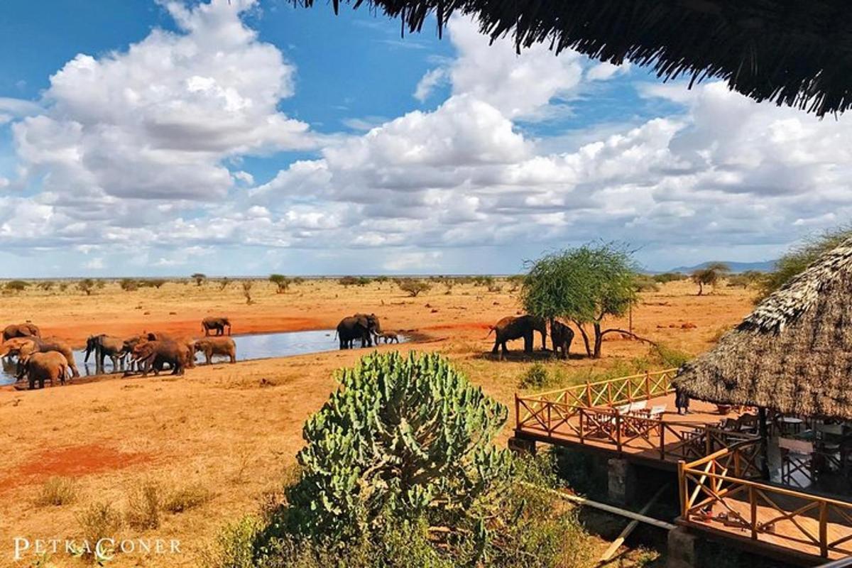 a herd of elephants standing around a watering hole
