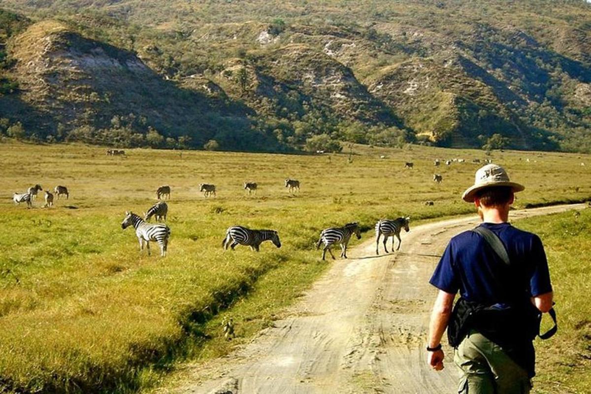 seorang pria berjalan menyusuri jalan tanah dengan kawanan zebra