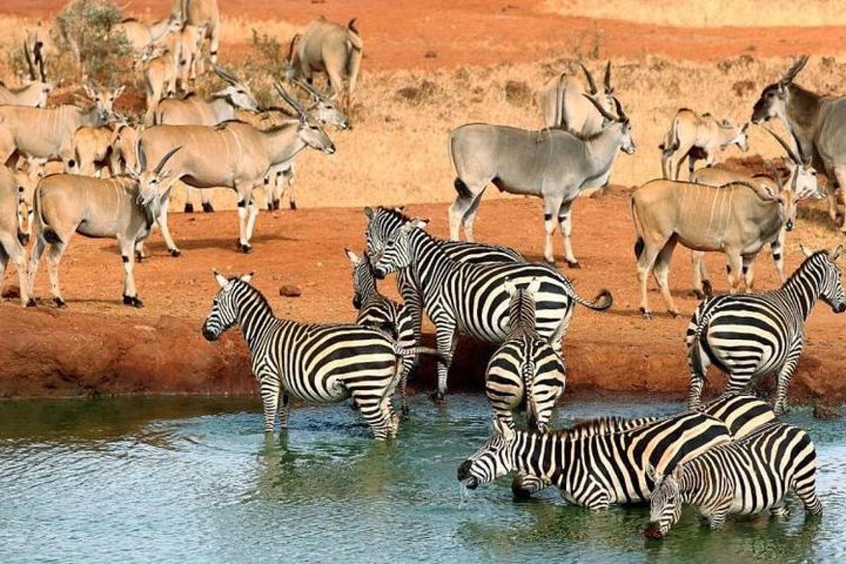 isang kawan ng mga zebra at antelope na nakatayo sa tubig