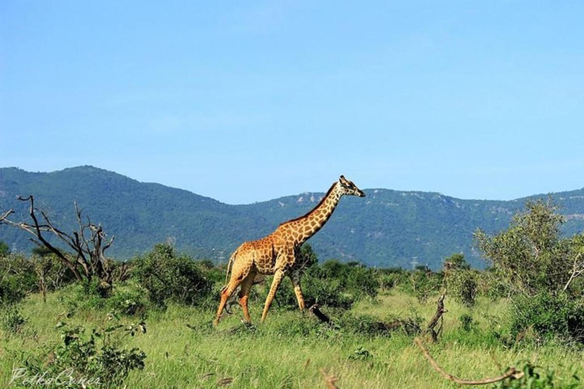 isang giraffe na naglalakad sa damuhan sa isang bukid