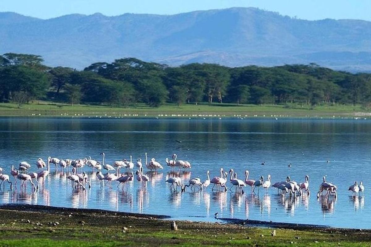 sekawanan flamingo berdiri di air