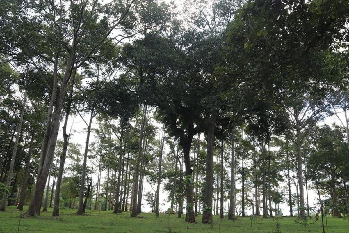 a group of trees in a field with green grass