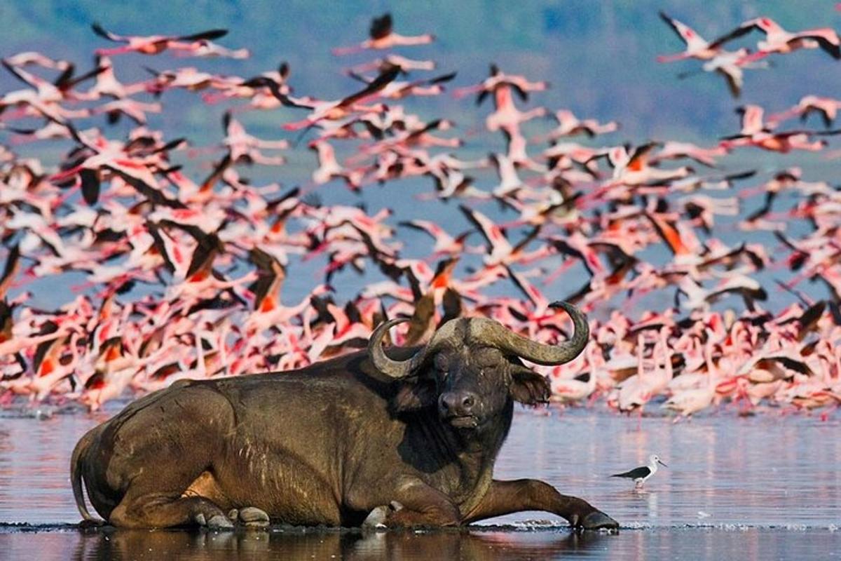a elephant laying in the water with a flock of birds