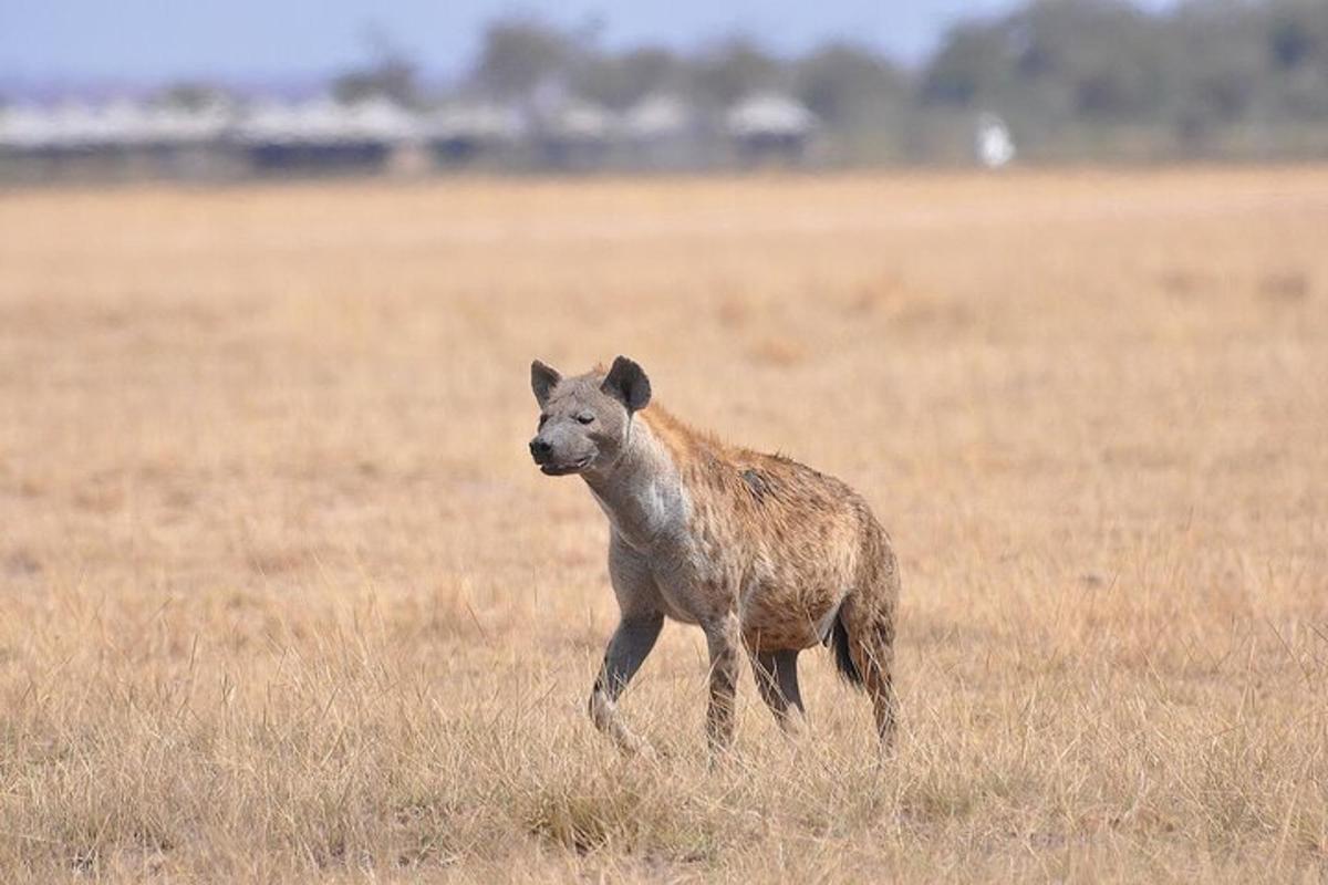 a baby animal walking in a field of grass