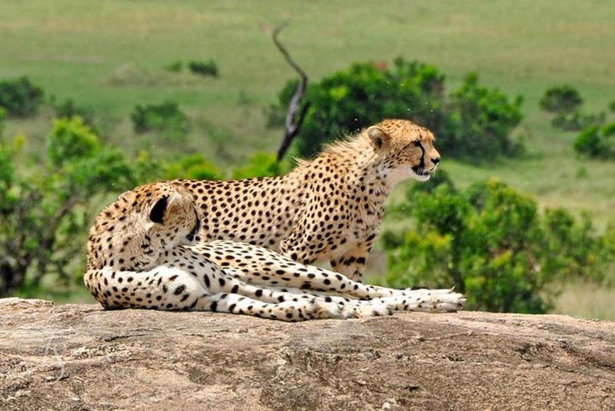 seekor cheetah duduk di atas batu