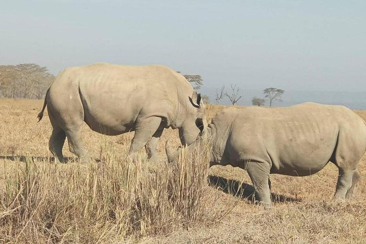 dois elefantes parados um ao lado do outro em um campo