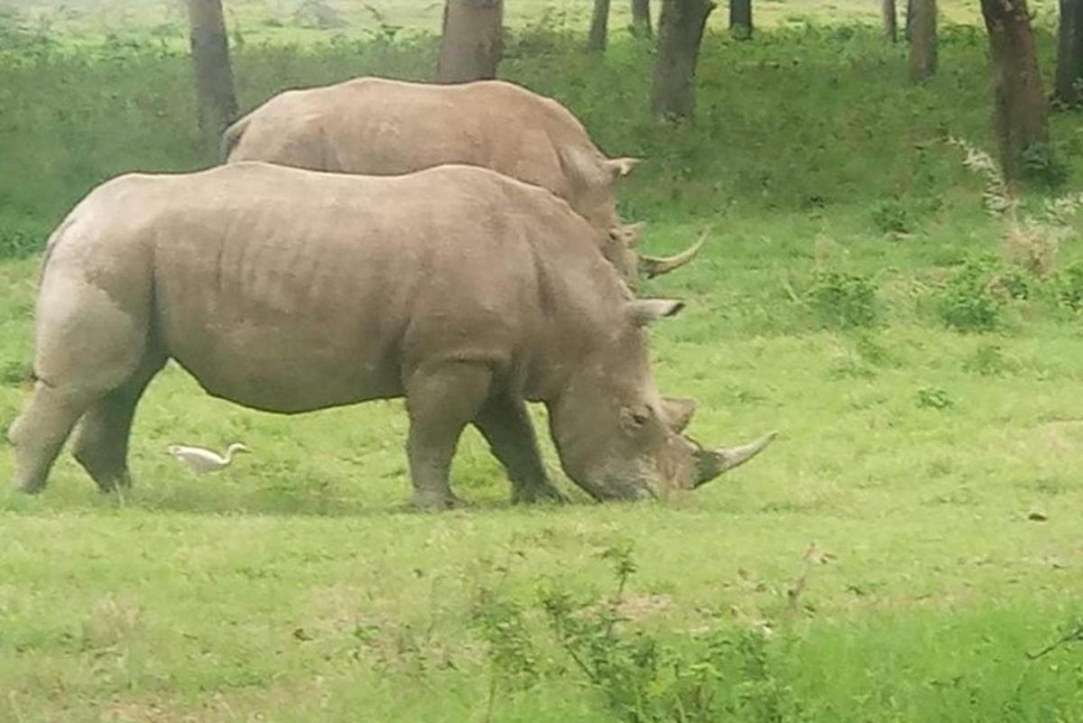 dois rinocerontes pastando em um campo de grama