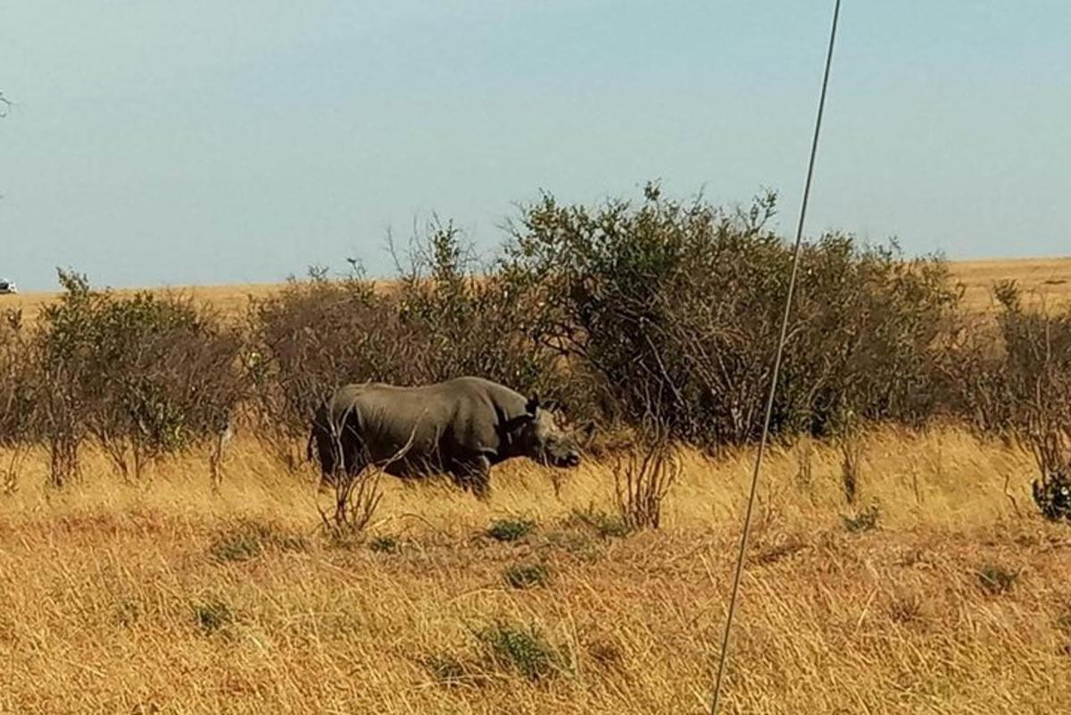 um rinoceronte caminhando na grama em um campo