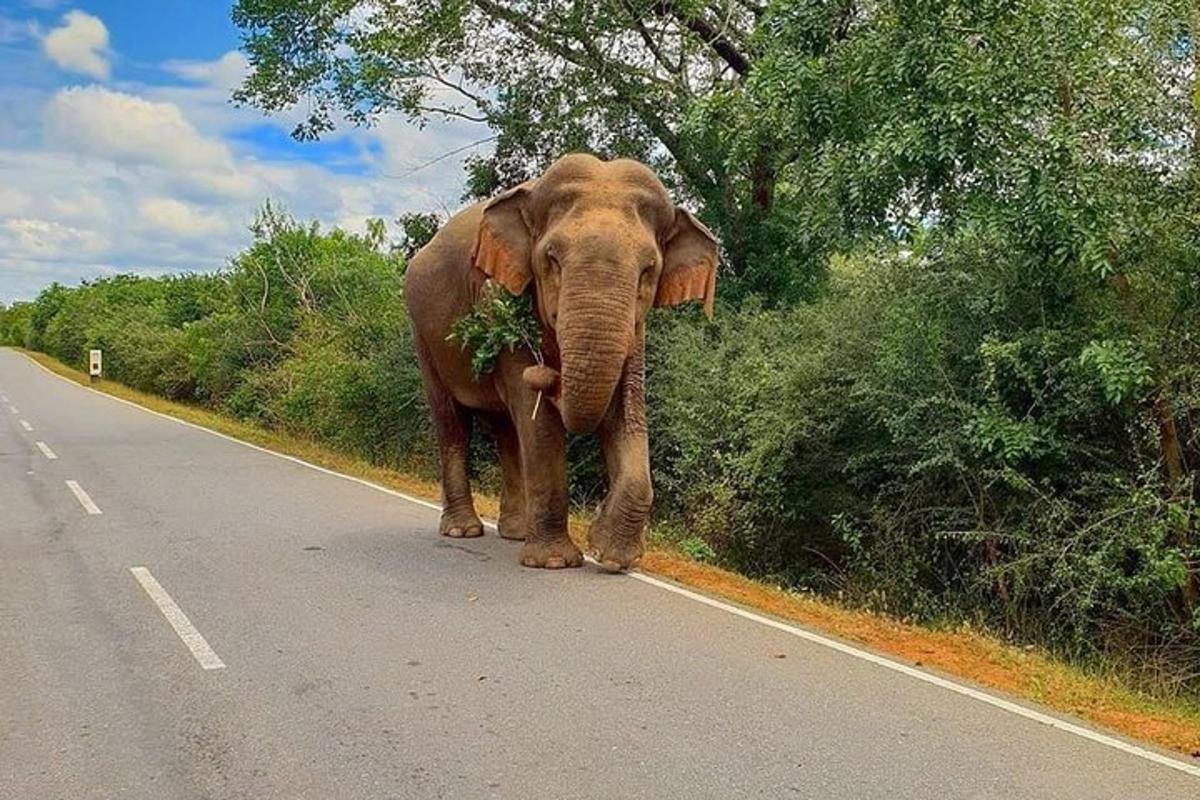 un elefante che cammina lungo la strada con una pianta in bocca