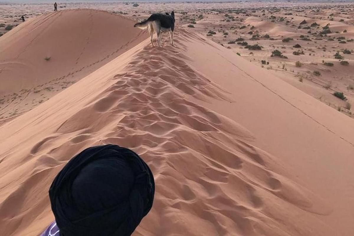 un camello parado en la cima de una duna de arena