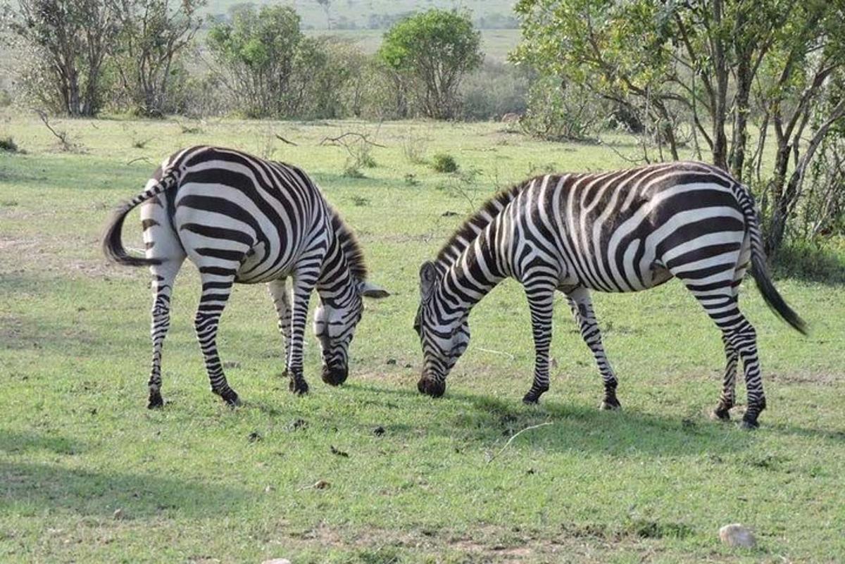 duas zebras pastando em um campo de grama