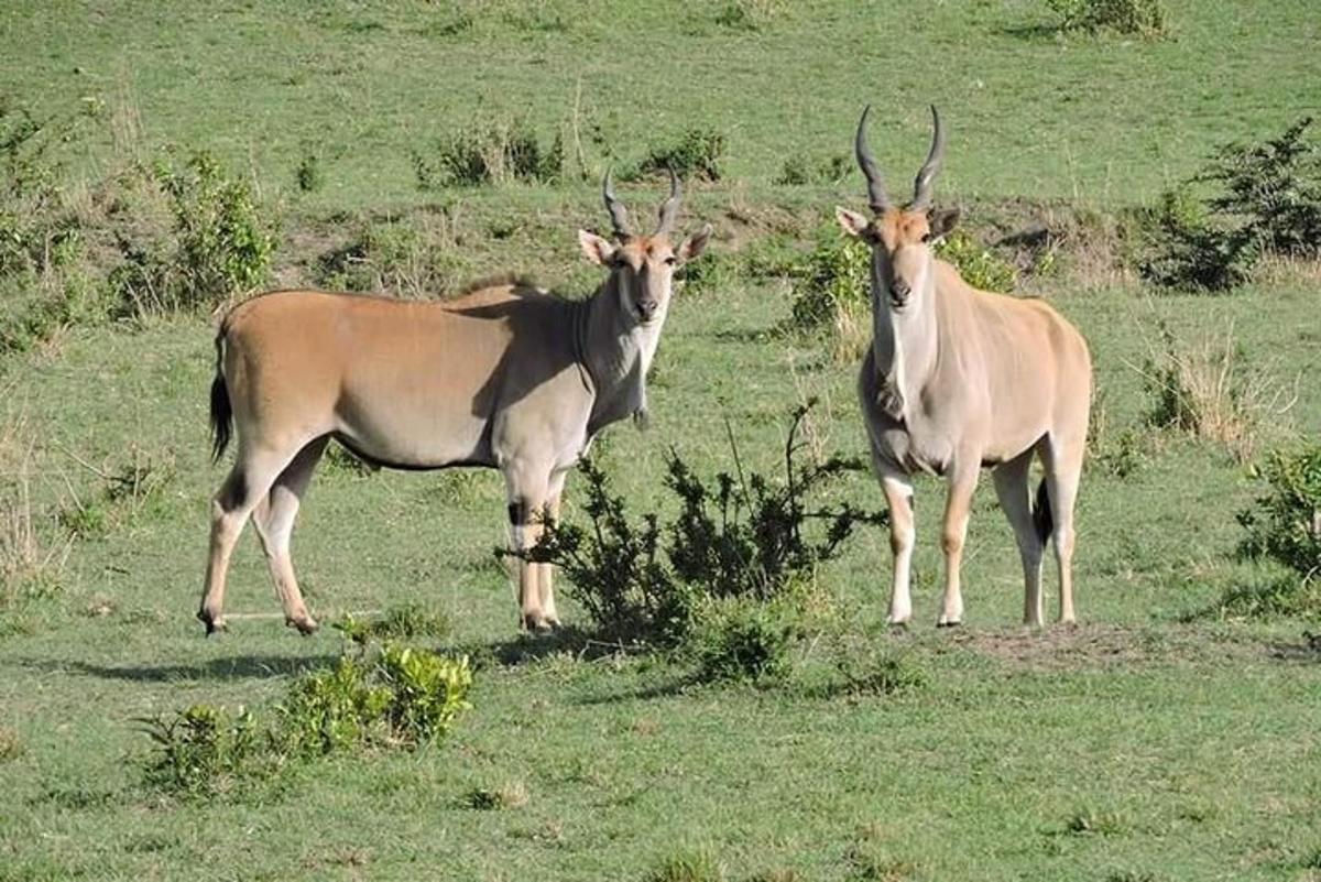 dois antílopes em pé em um campo de grama