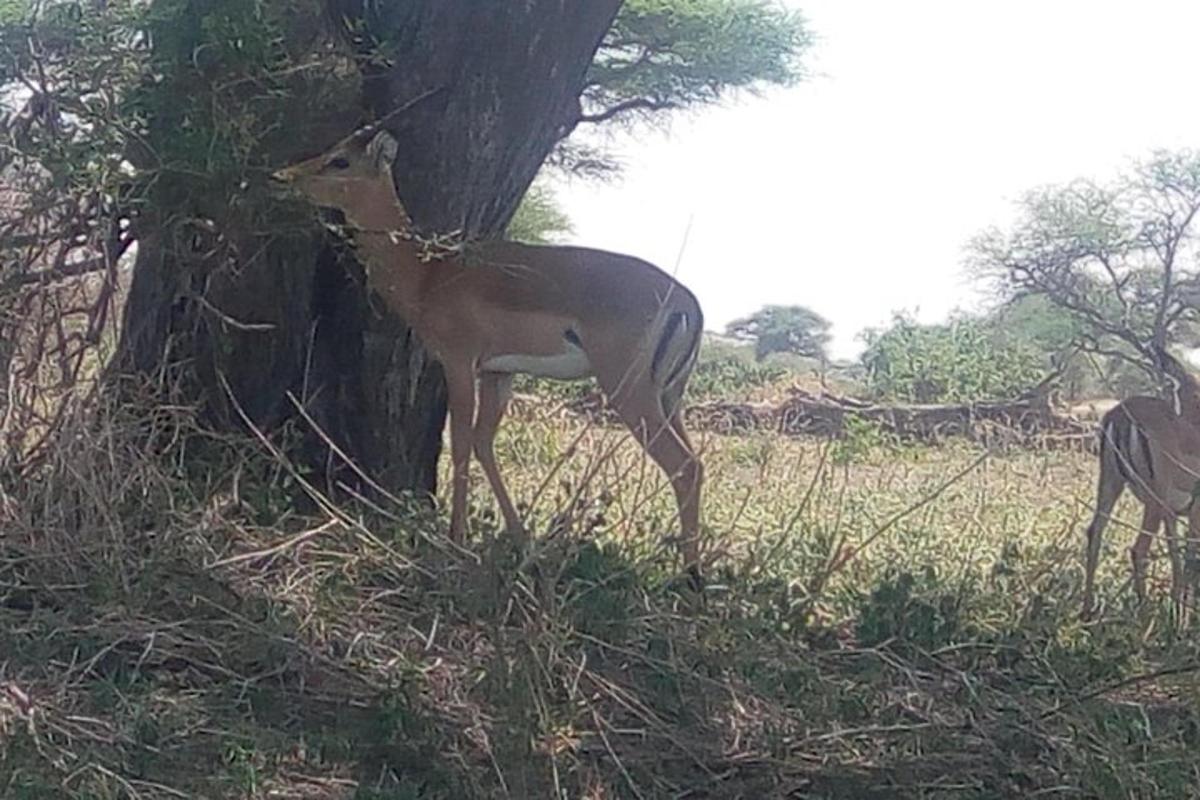 um veado parado ao lado de uma árvore em um campo