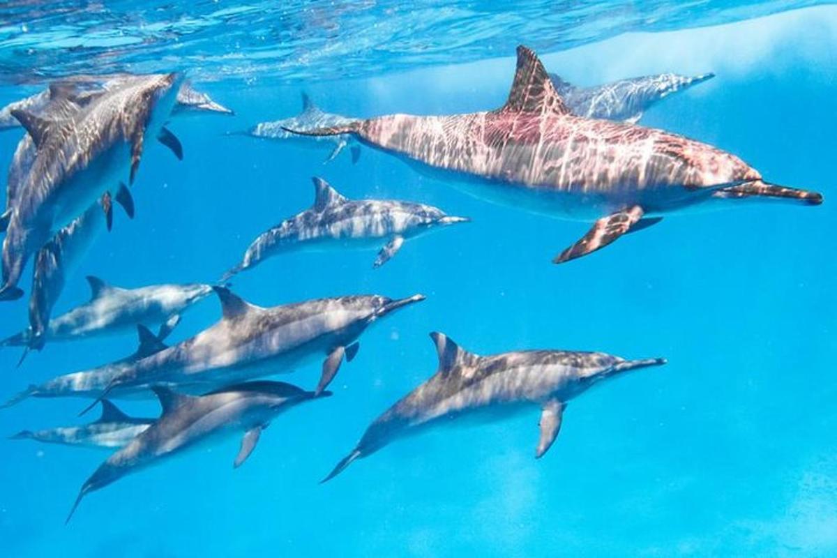 un grupo de delfines nadando en el agua