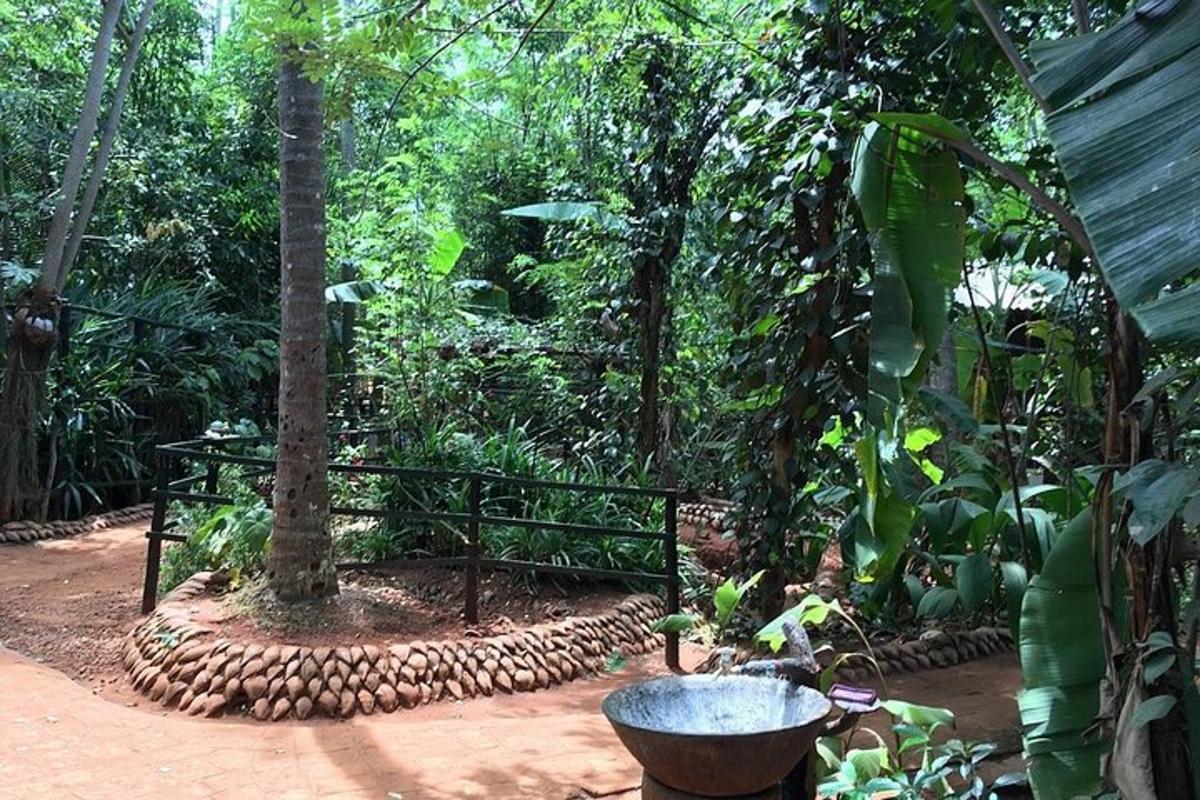un albero in mezzo a una foresta