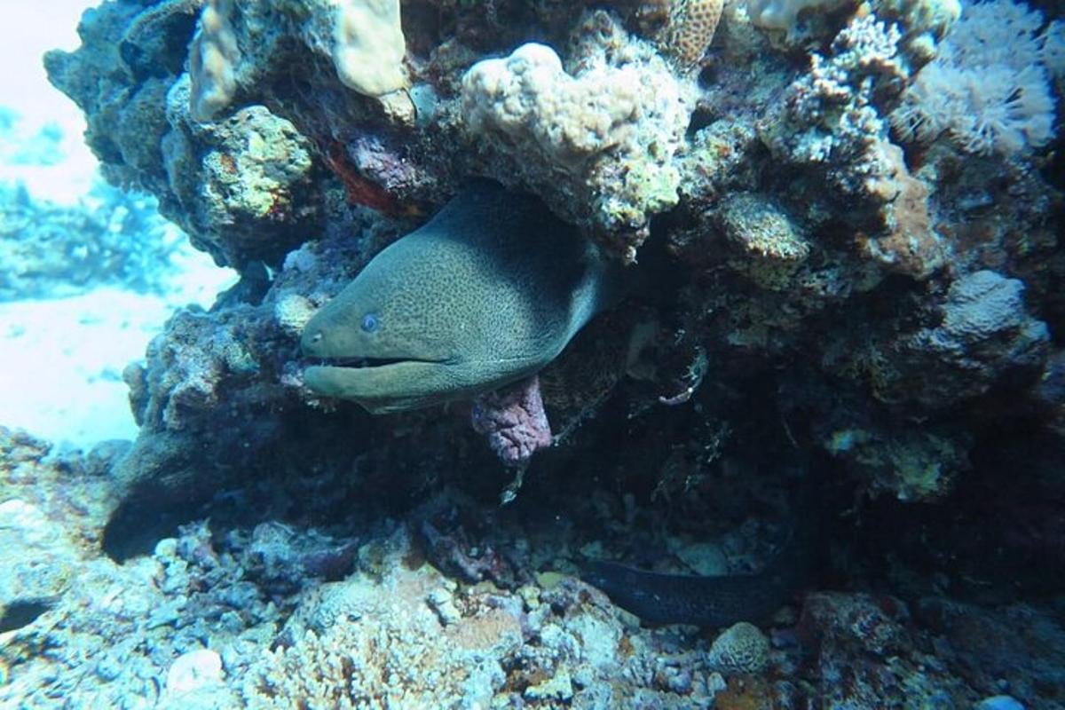 seekor ikan sedang berbaring di terumbu karang