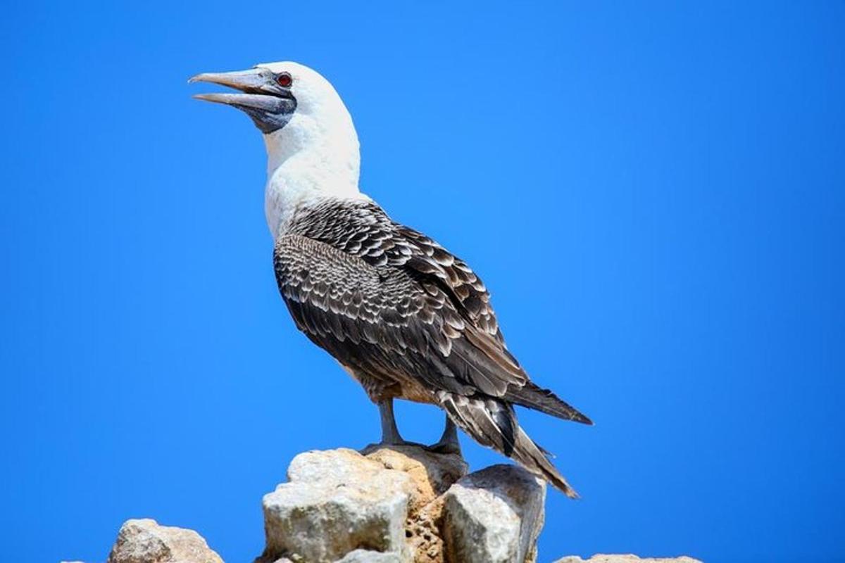 un ocell assegut a sobre d'unes roques
