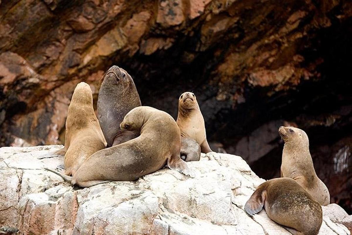 isang grupo ng mga seal na nakaupo sa ibabaw ng isang bato