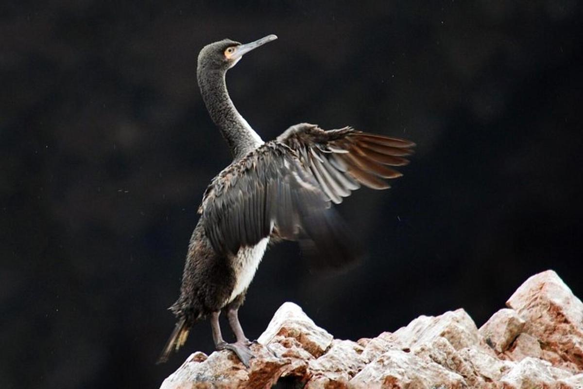 un uccello in piedi su una roccia con le ali spiegate