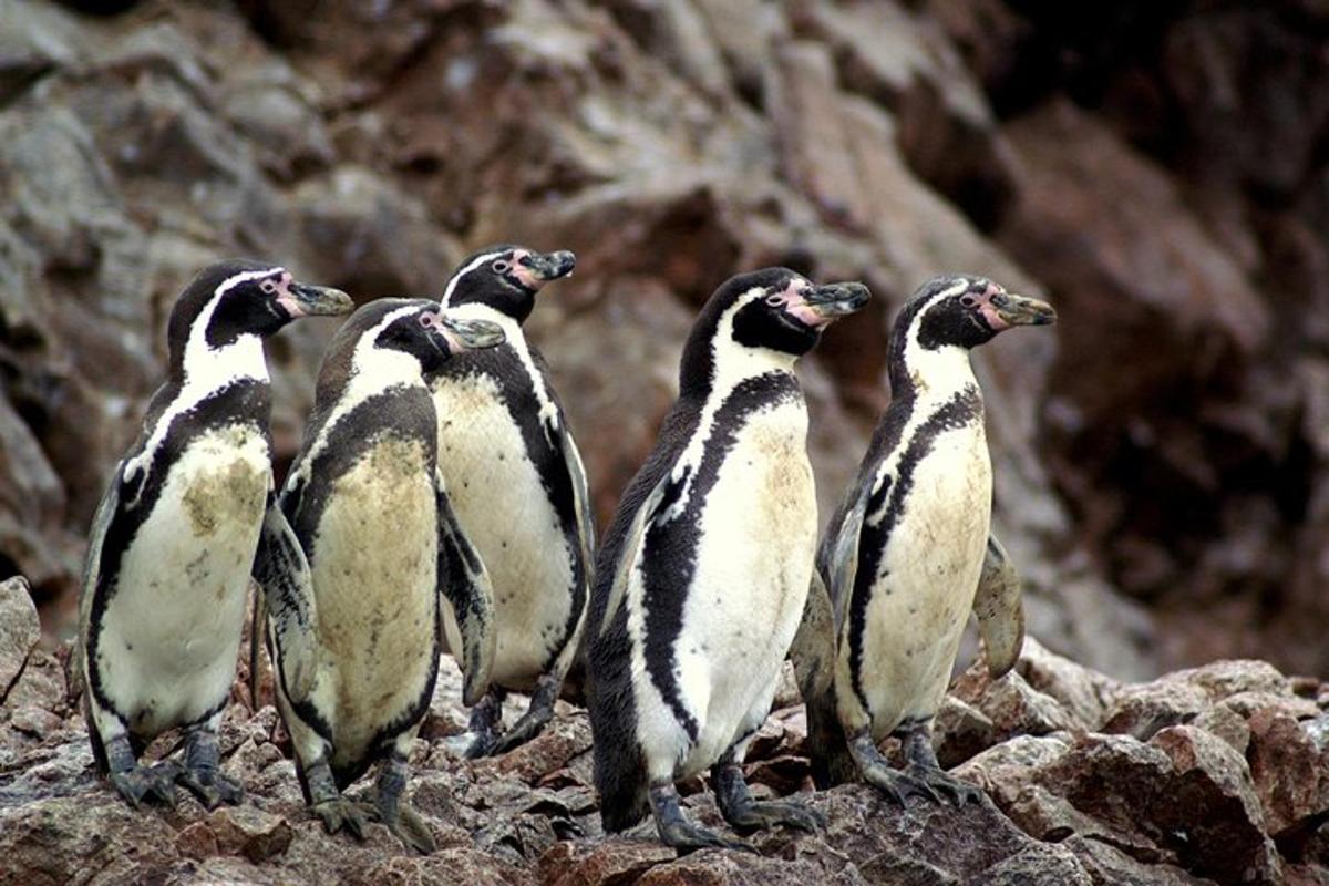 un gruppo di pinguini in piedi su alcune rocce