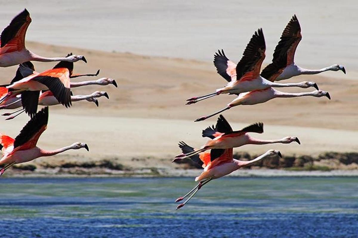 uno stormo di uccelli che sorvola uno specchio d'acqua
