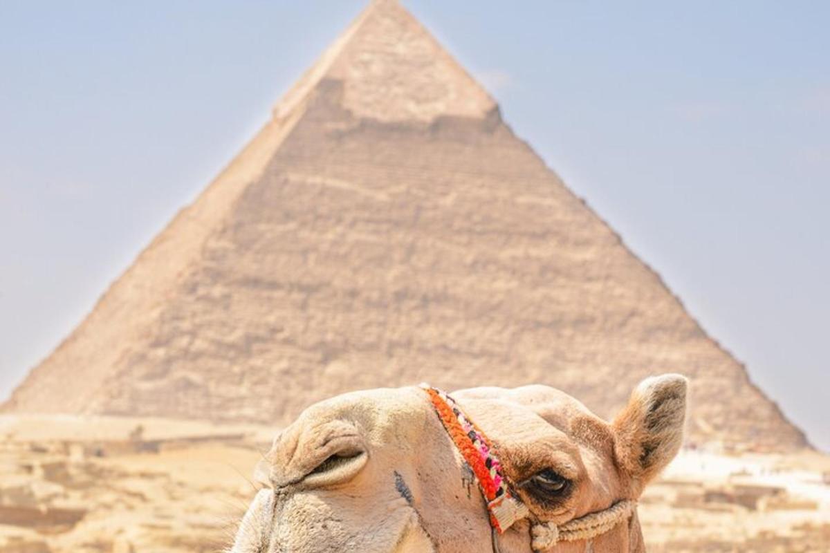 isang kamelyo na nakatayo sa harap ng pyramid