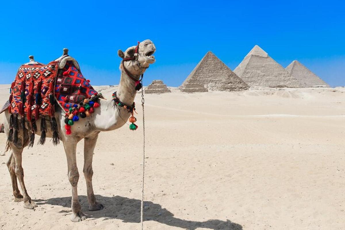 velbloud stojící v poušti poblíž pyramid