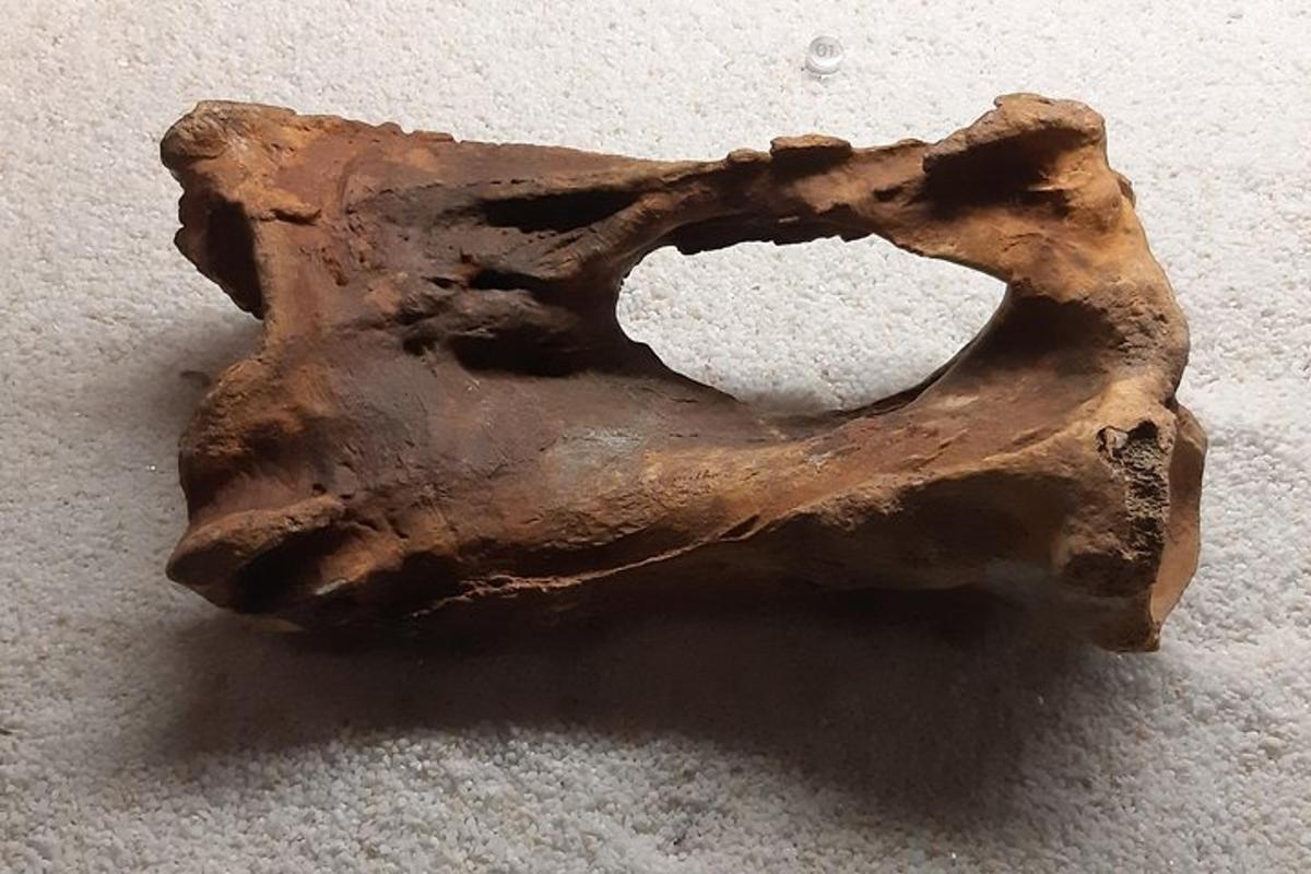 a piece of drift wood sitting on the floor