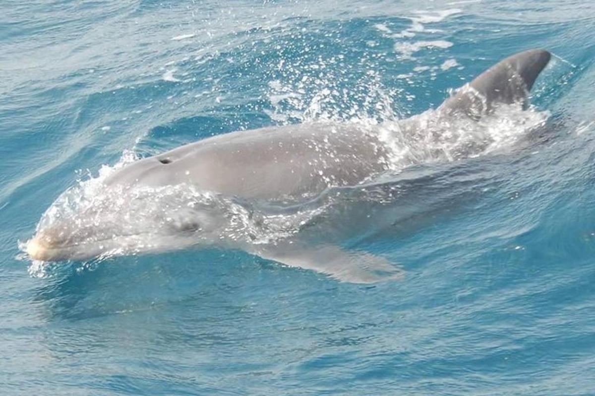 a dolphin is swimming in the water