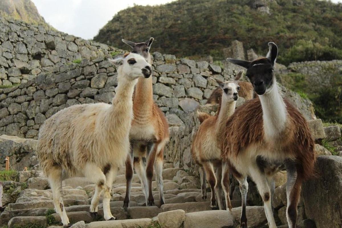 Un grupo de llamas de pie sobre unas rocas.