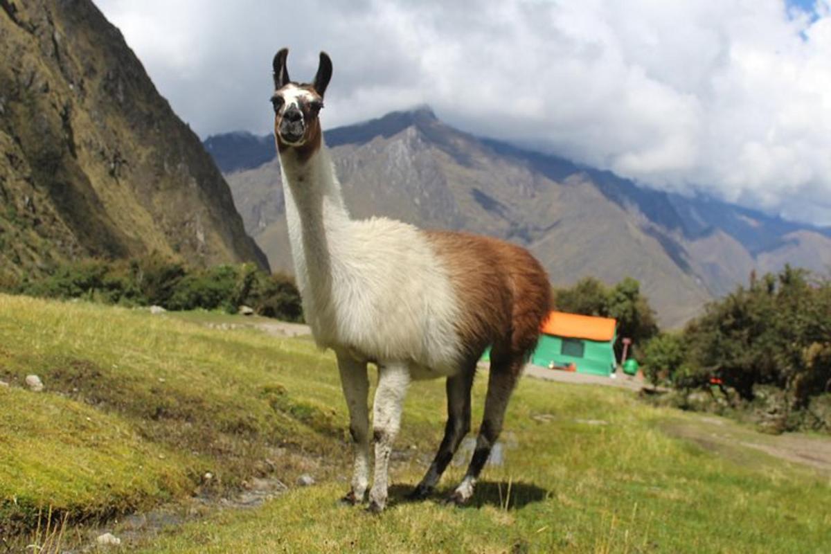 un lama in piedi in un campo con le montagne sullo sfondo