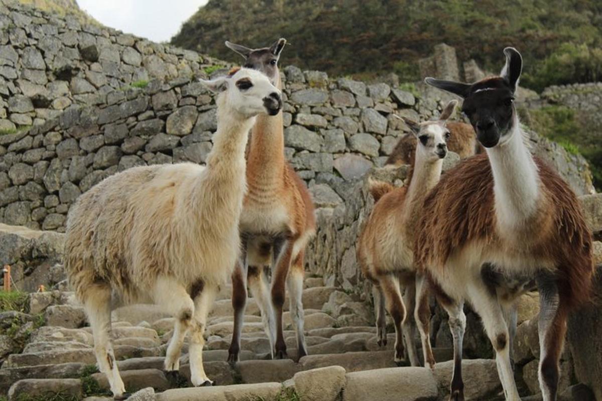 un gruppo di lama in piedi su alcune rocce
