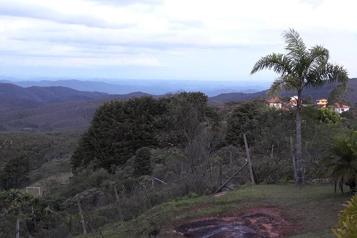 a palm tree sitting on top of a hill